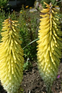 Knipophia Bees Lemon - Abriachan Nurseries